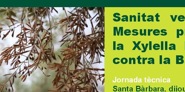Santa Bàrbara acull dijous una JornadaTècnica sobre l’olivera