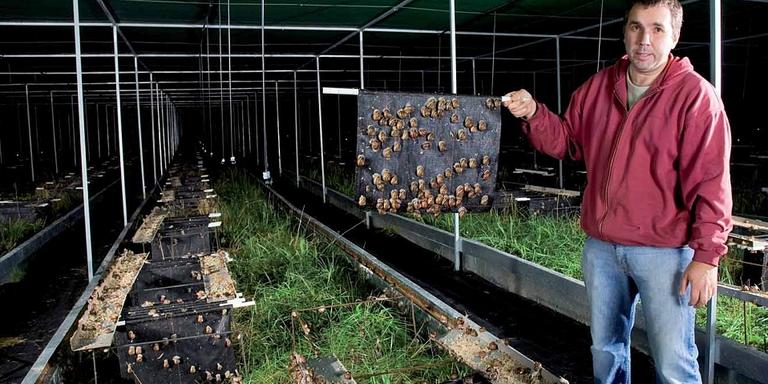 Freginals tindrà la primera granja de cria de caragols ecològics de Catalunya.
