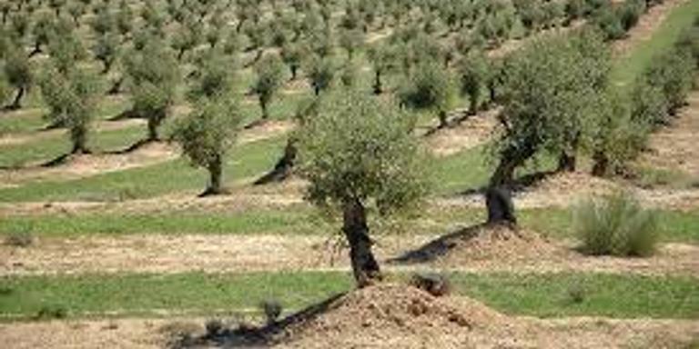 JARC-COAG denuncia que la importació d'oli d'oliva de Tunísia perjudicarà "encara més" els productors catalans