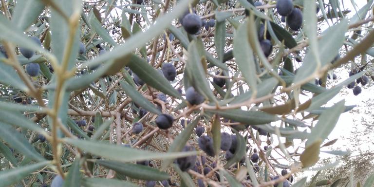 La meteorologia adversa retarda la recollida d’olives a Santa Bàrbara