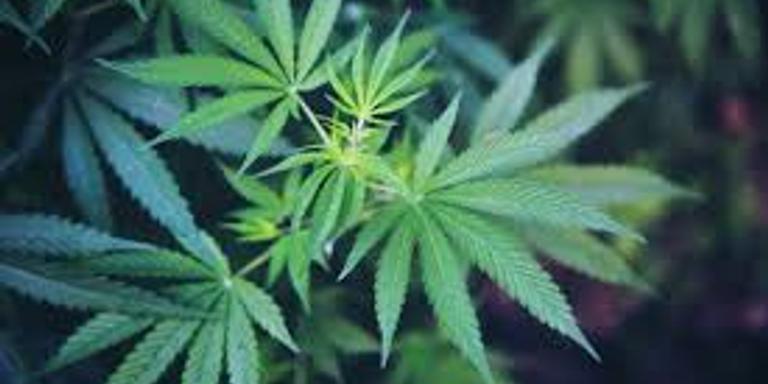 Localitzen a Santa Bàrbara, una plantació indoor de marihuana.