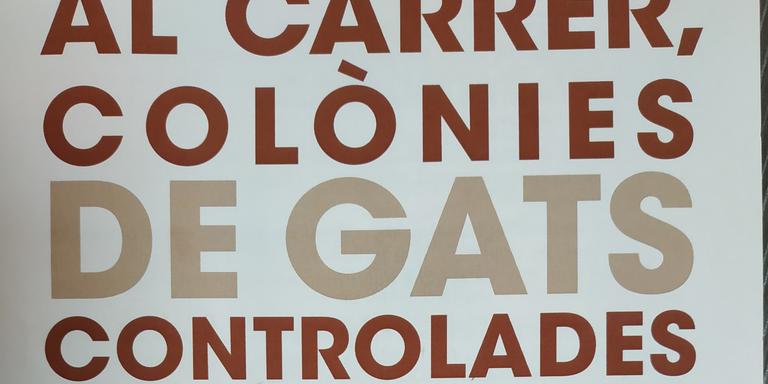 S’inicia una campanya per controlar les colònies de gats.