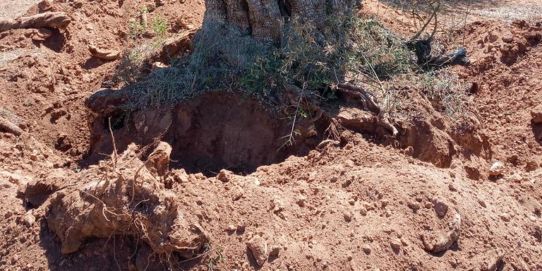 Segueix l'espoli d'oliveres, en alguns casos, per fer-ne llenya !!