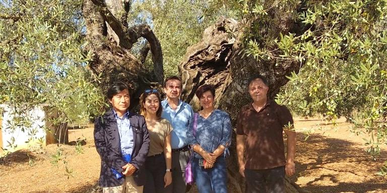 La FAO fa una visita a les oliveres de la Mancomunitat de la Taula del Sénia