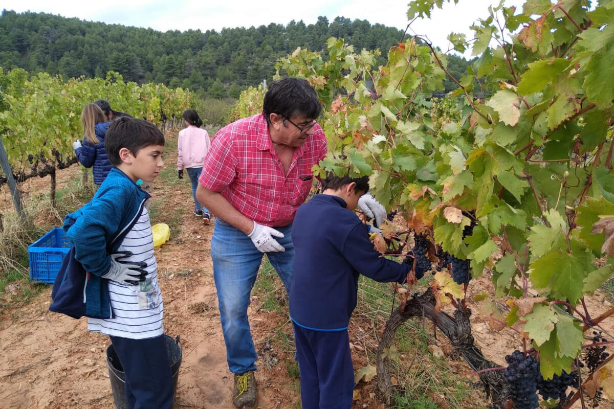 40 persones a la Verema Solidària de Gra de Sorra per a Afanoc a Mas Blanch i Jové