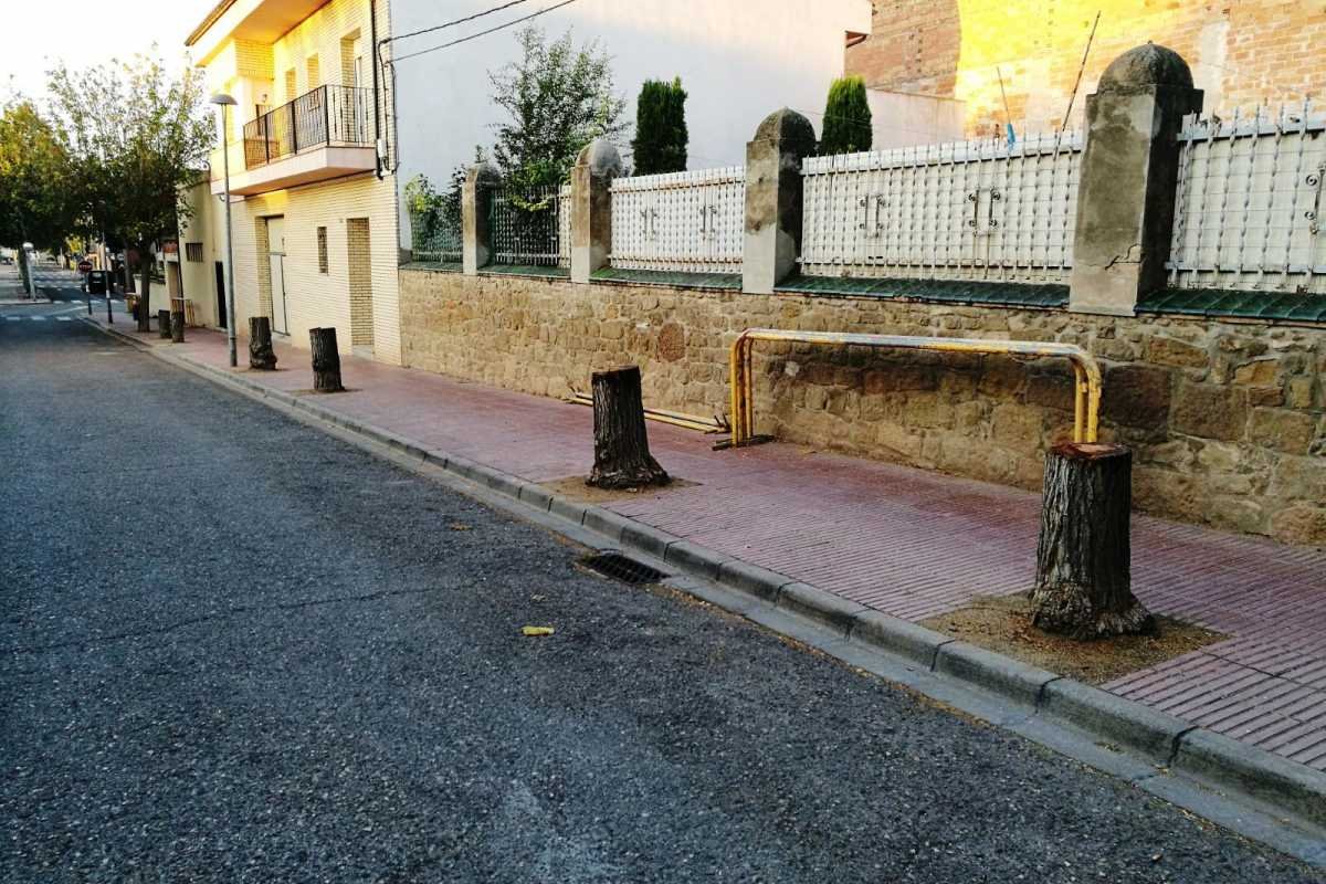 Talen sis arbres del carrer Passeig Nou perquè estaven malalts