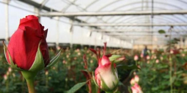 El sector de floristes i productors de rosa esperen un Sant Jordi més professional però amb les vendes reduïdes a la meitat