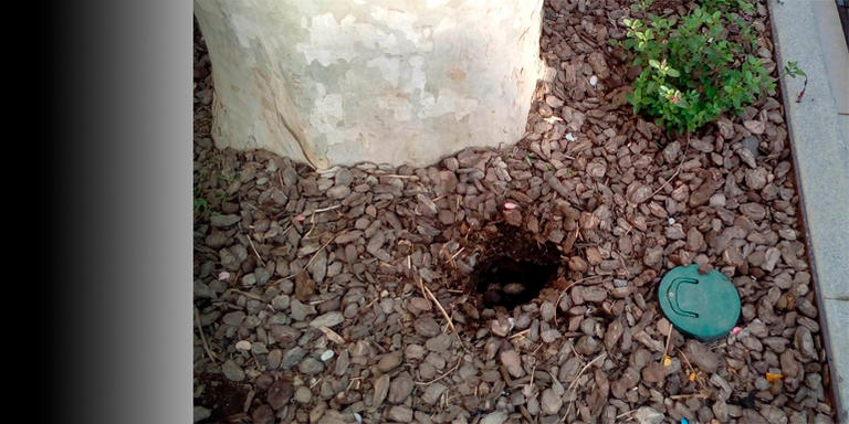 Han robat algunes de les plantes acabades de plantar als escocells de la riera