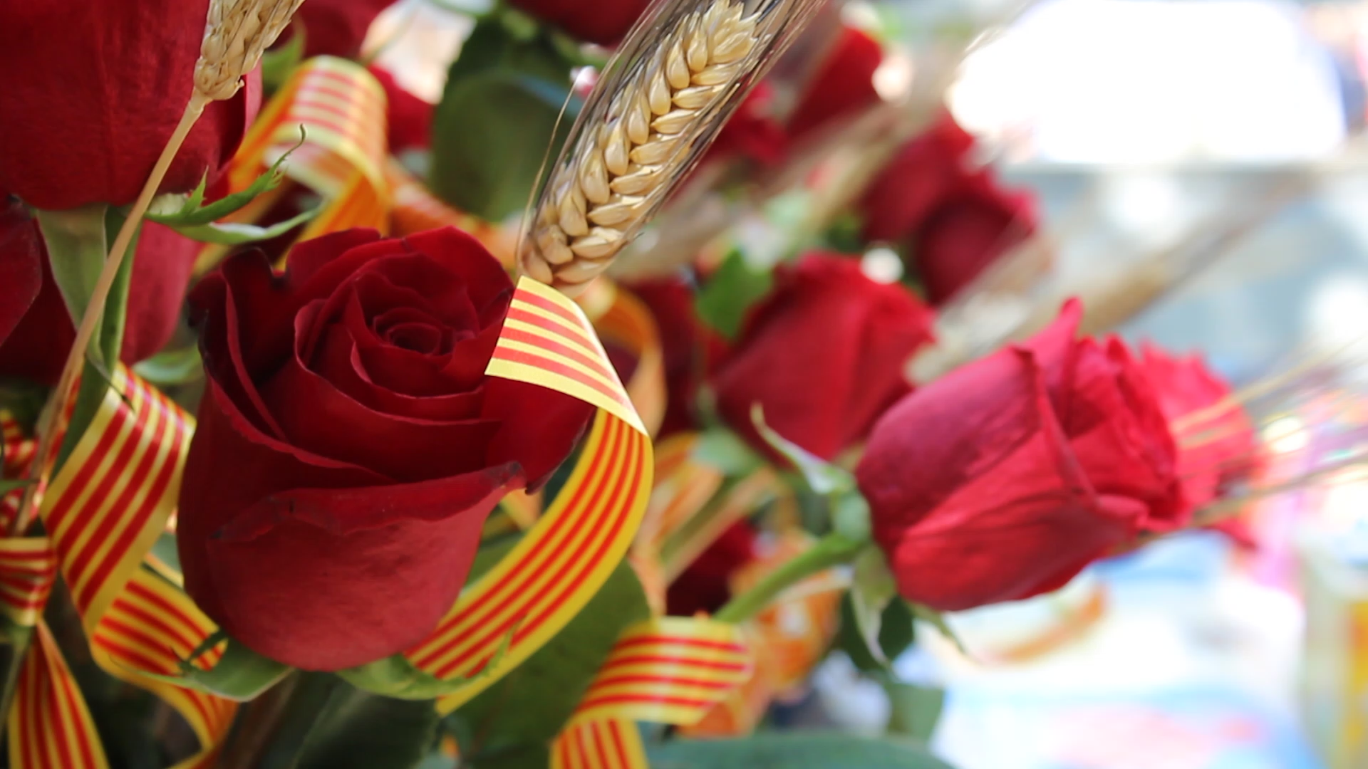 Reviu la Diada de Sant Jordi amb el nou reportatge d'AmunTV!