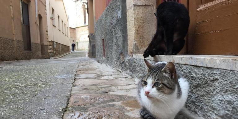 Montblanc té 2.068 mascotes registrades al cens d'animals de companyia