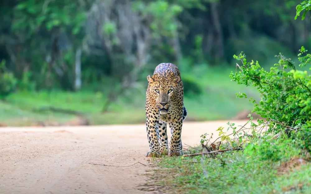 Yala — Sri Lanka Unplugged - With Yala