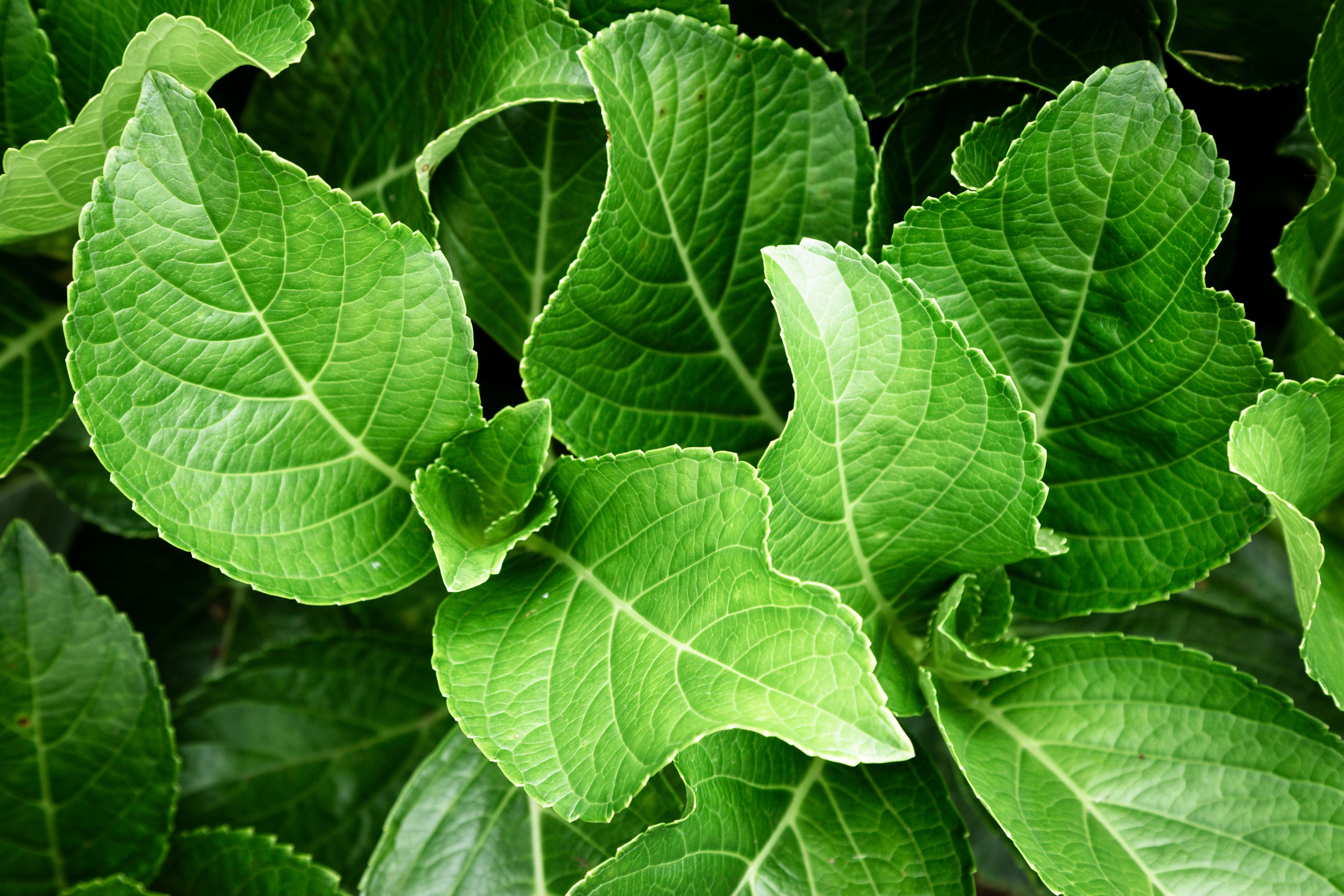 Cara Budidaya Tanaman Daun Insulin