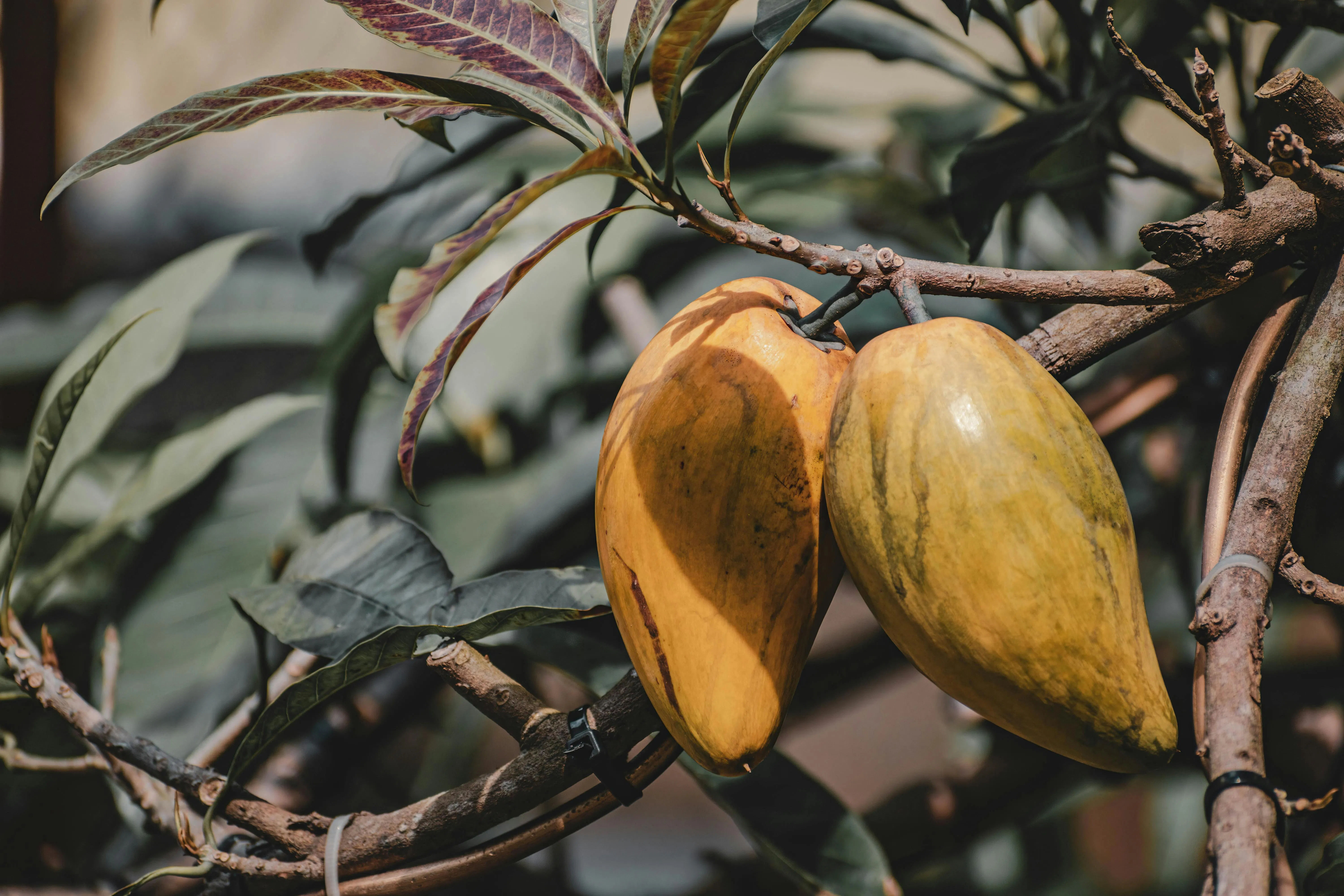 Canistel (Sawo Belanda): Cara Tanam Buah Unik dengan Tekstur Lembut Mirip Kuning Telur