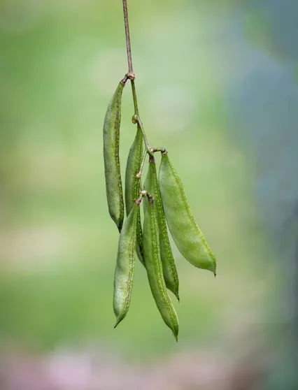 Menanam Kacang Gude: Sayuran Pagar “Zero Waste” yang Tahan Cuaca Ekstrem