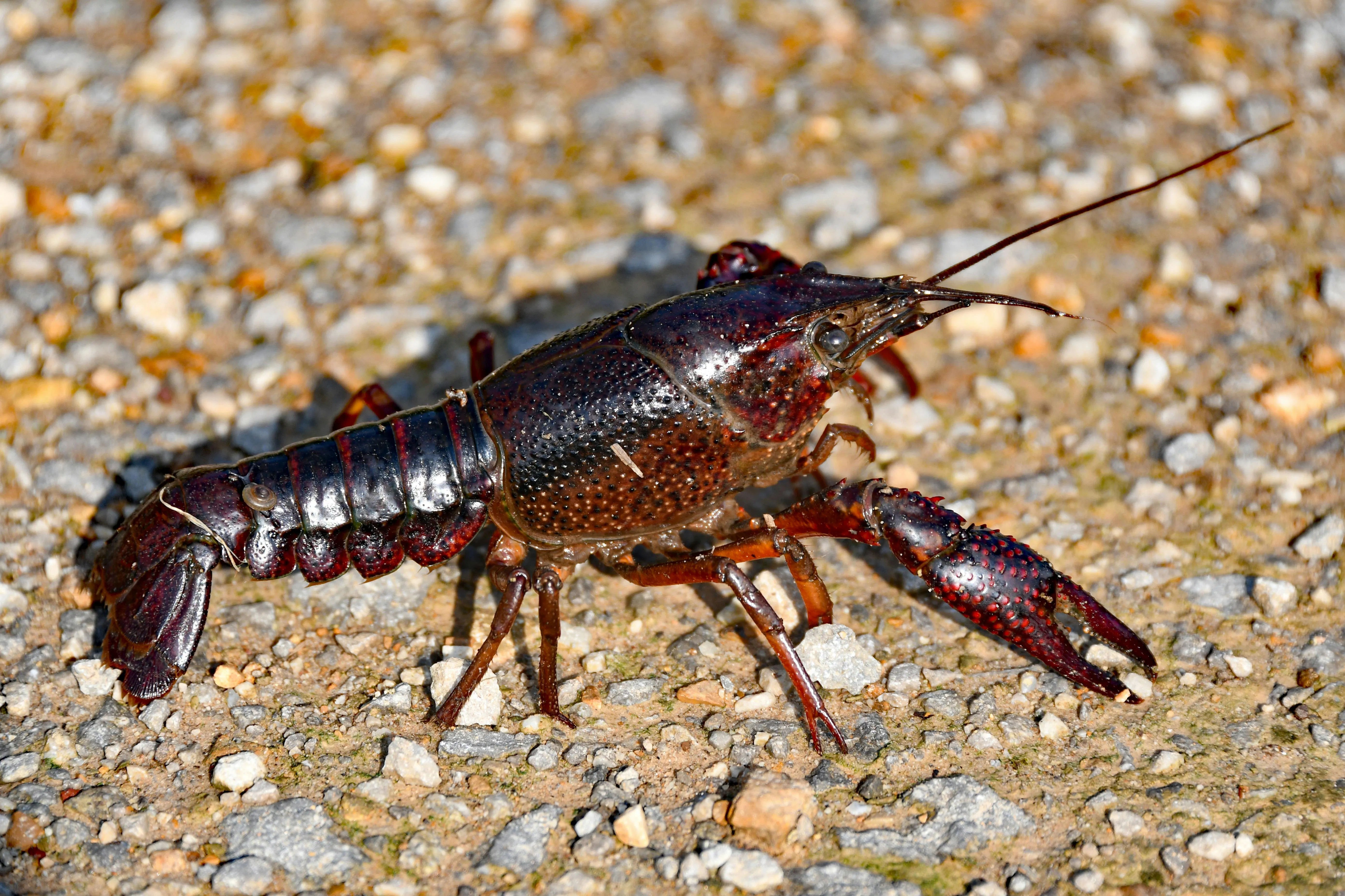 Cara Budidaya Lobster Air Tawar di Rumah: Panen “Seafood” Mewah dari Boks Plastik