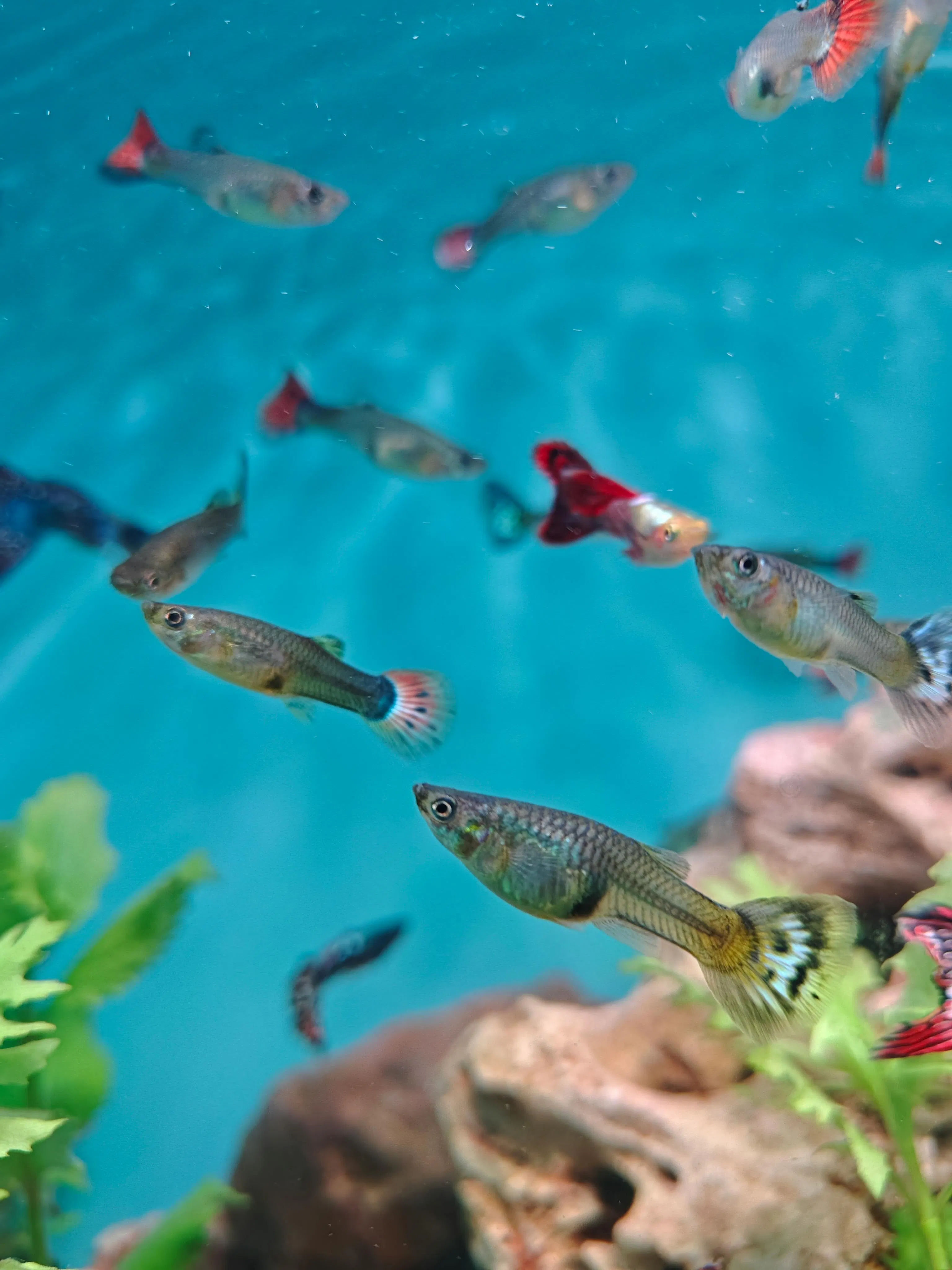 Jangan Remehkan Guppy! Cara Cetak Strain Premium Berharga Jutaan