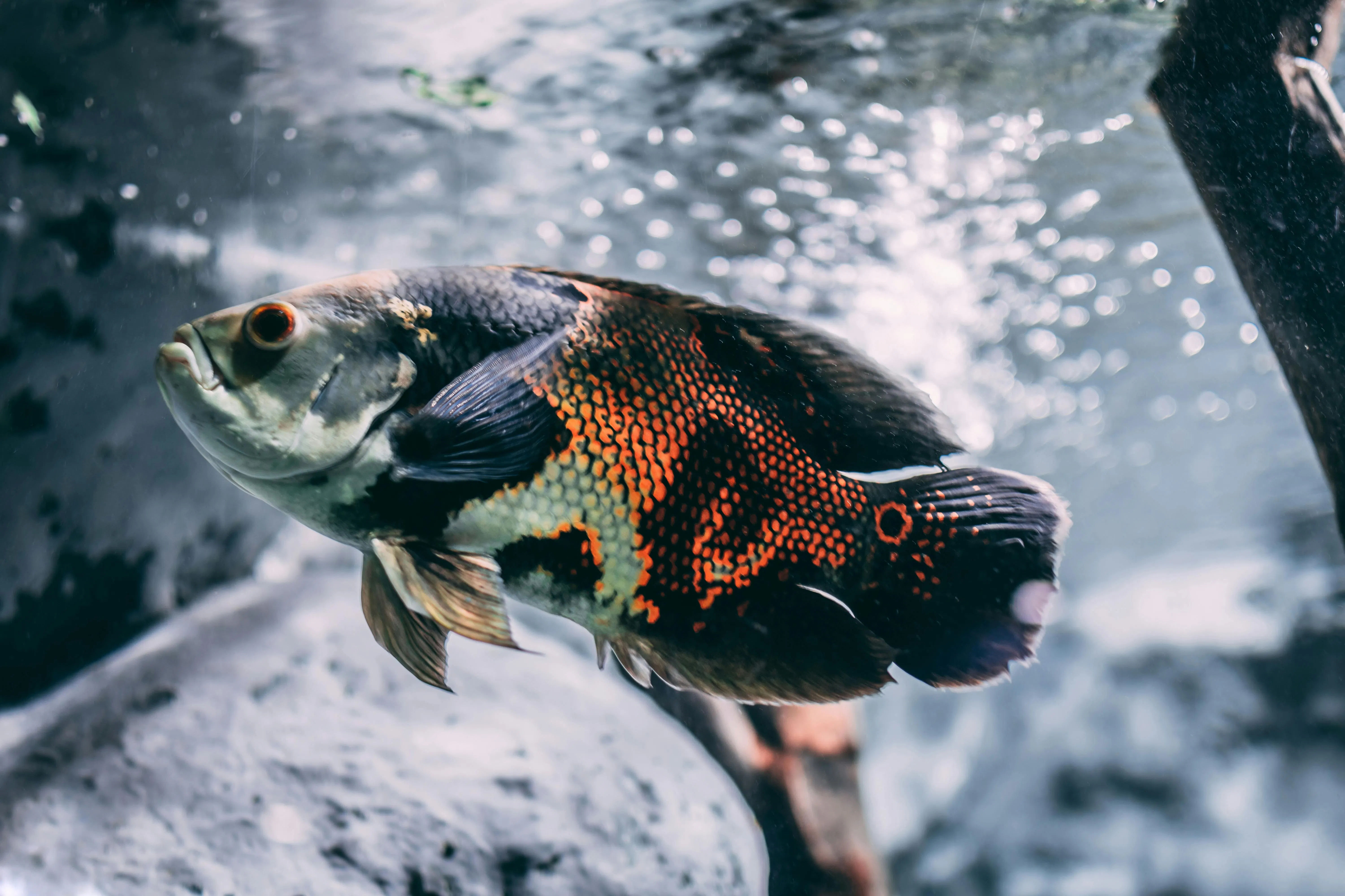 Memelihara Ikan Oscar: Anjing Air Cerdas yang Bisa Mengenali Pemiliknya