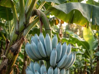 Mengenal Pisang Blue Java: Cara Tanam Pisang Biru Rasa Es Krim Vanila di Halaman Rumah