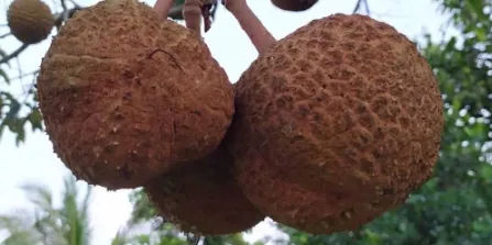 Durian Gundul: Keunikan Durian Tanpa Duri dan Peluang Budidayanya sebagai Tanaman Eksotis