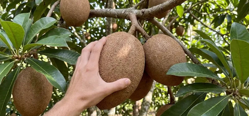 Tips Menanam Mamey Sapote: Cara Panen Sawo Raksasa yang Creamy dan Manis Legit