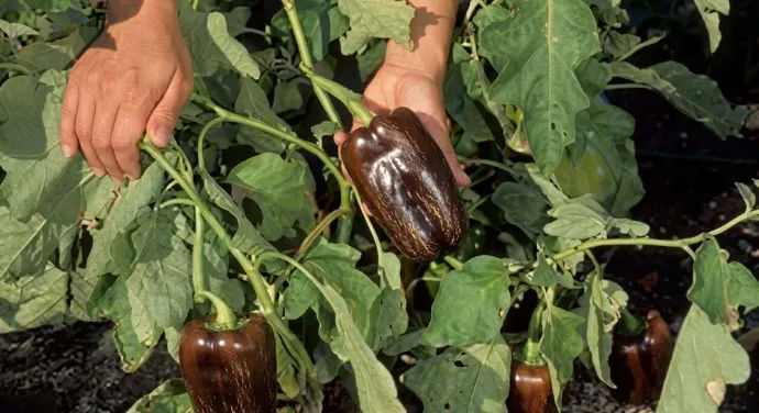 Panen Paprika Cokelat di Rumah: Sayuran Premium yang Manis dan Kaya Antioksidan
