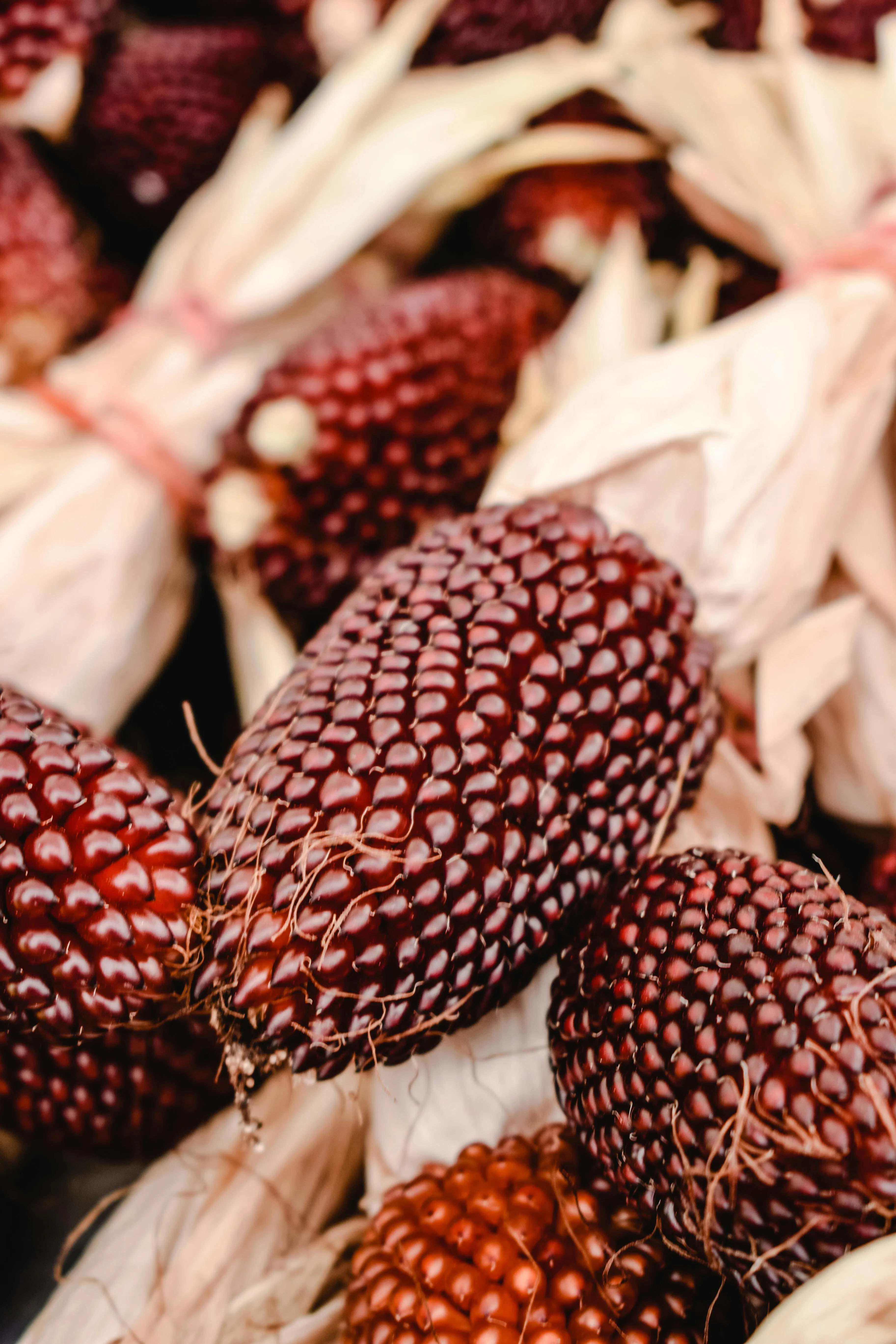Jagung Strawberry: Menanam Jagung Hias Merah Delima di Lahan Terbatas