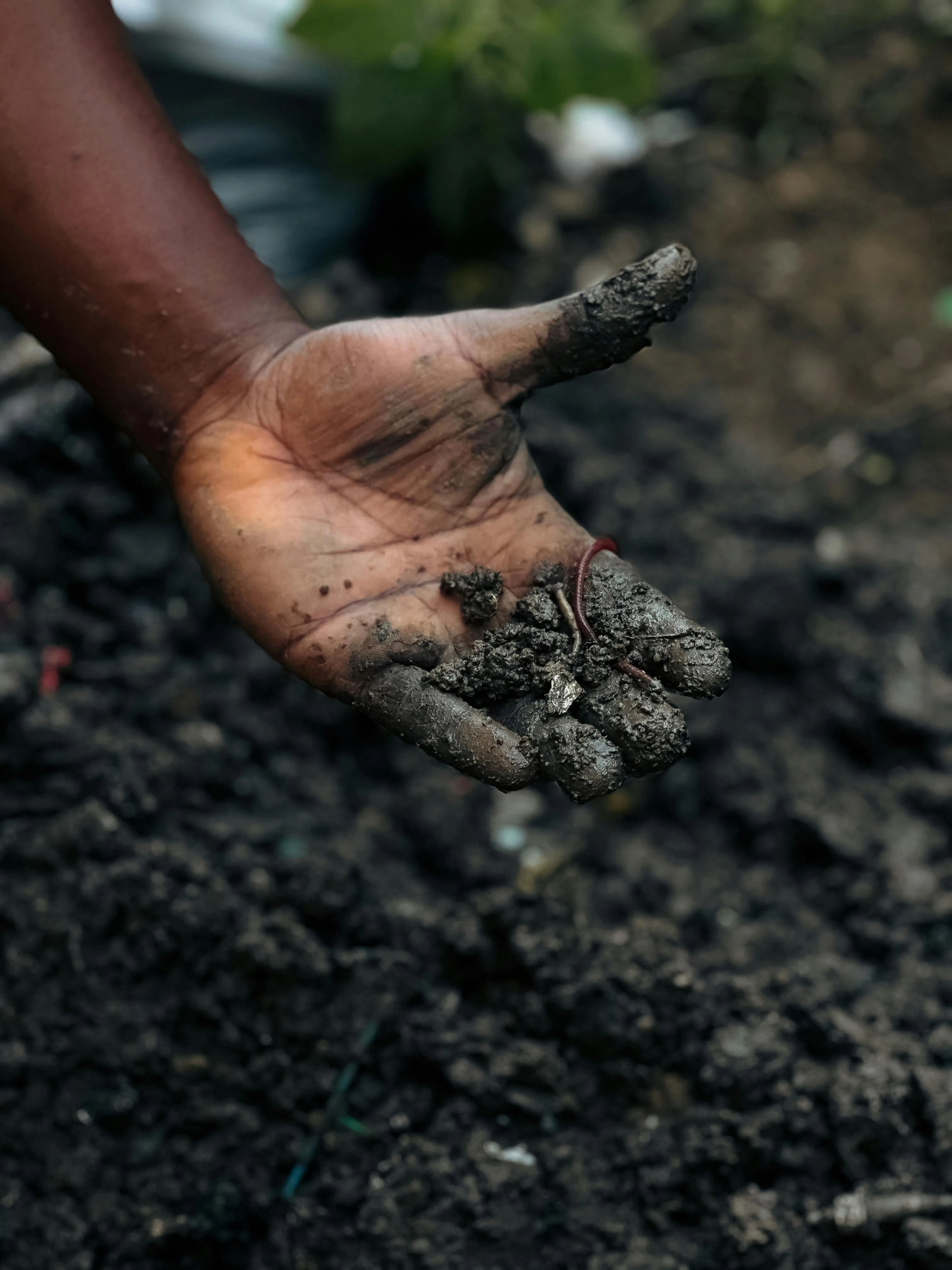 Cuan Ganda dari Sampah Dapur: Panduan Ternak Cacing Tanah Penghasil Vermikompos