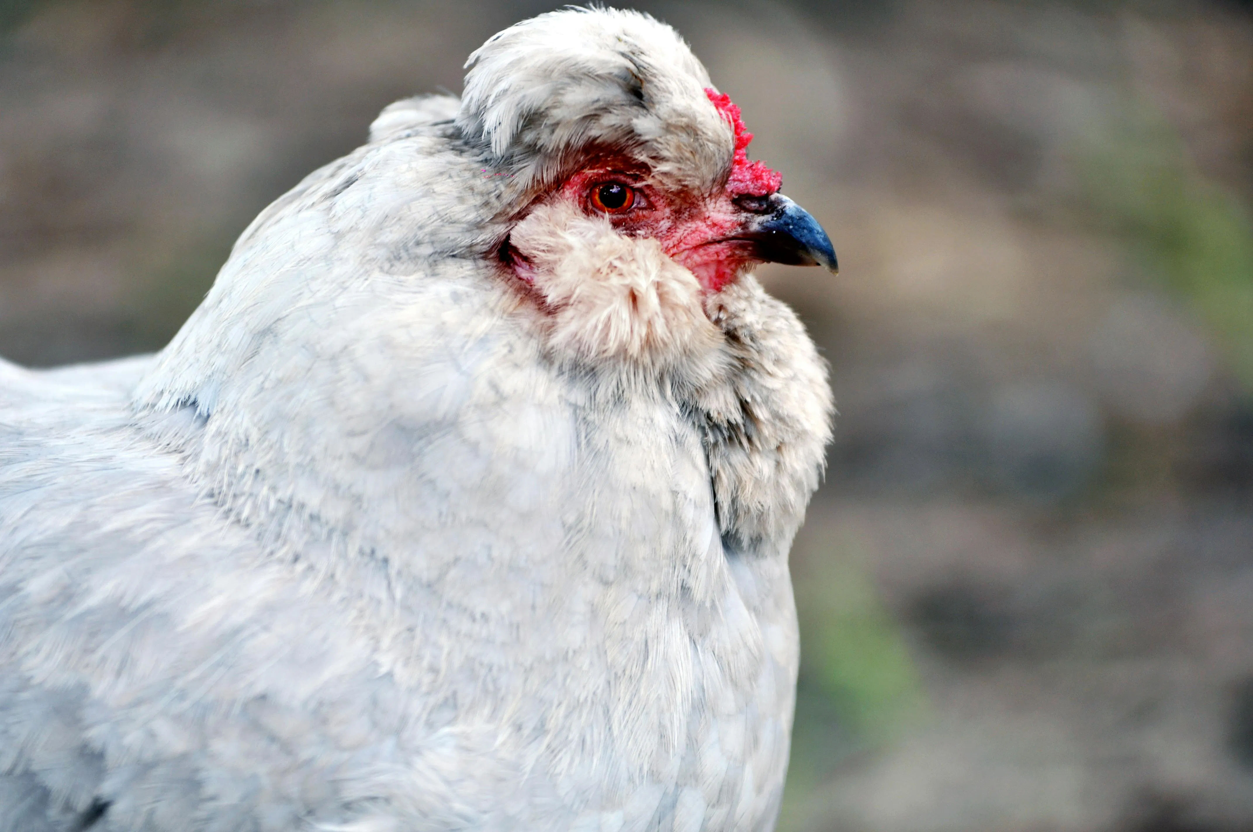 Ternak Ayam Araucana: Cara Hasilkan Telur Biru Premium ala Paskah Setiap Hari