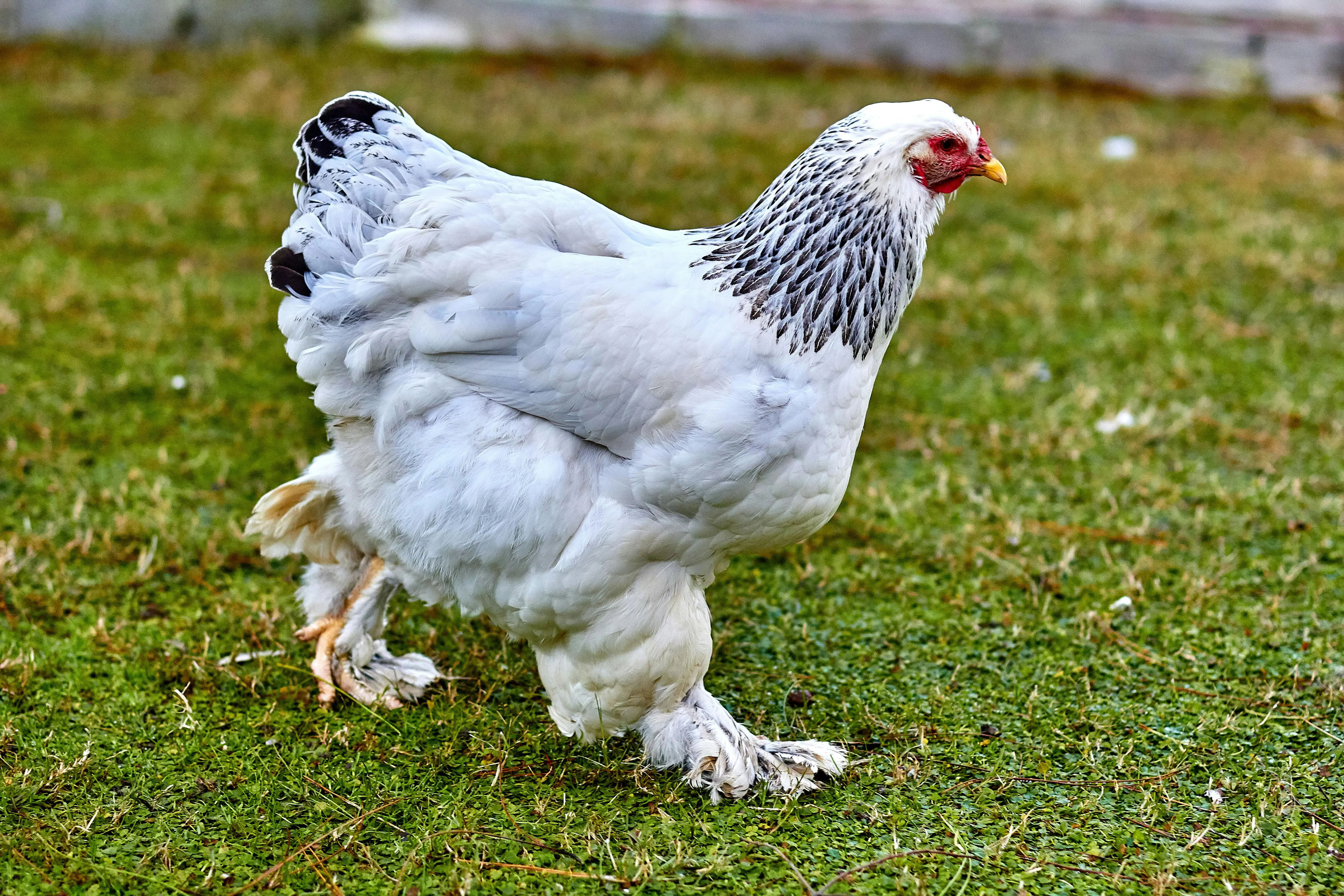 Panduan Ternak Ayam Brahma: Si Raksasa Lembut Ramah Anak Penghasil Daging Premium