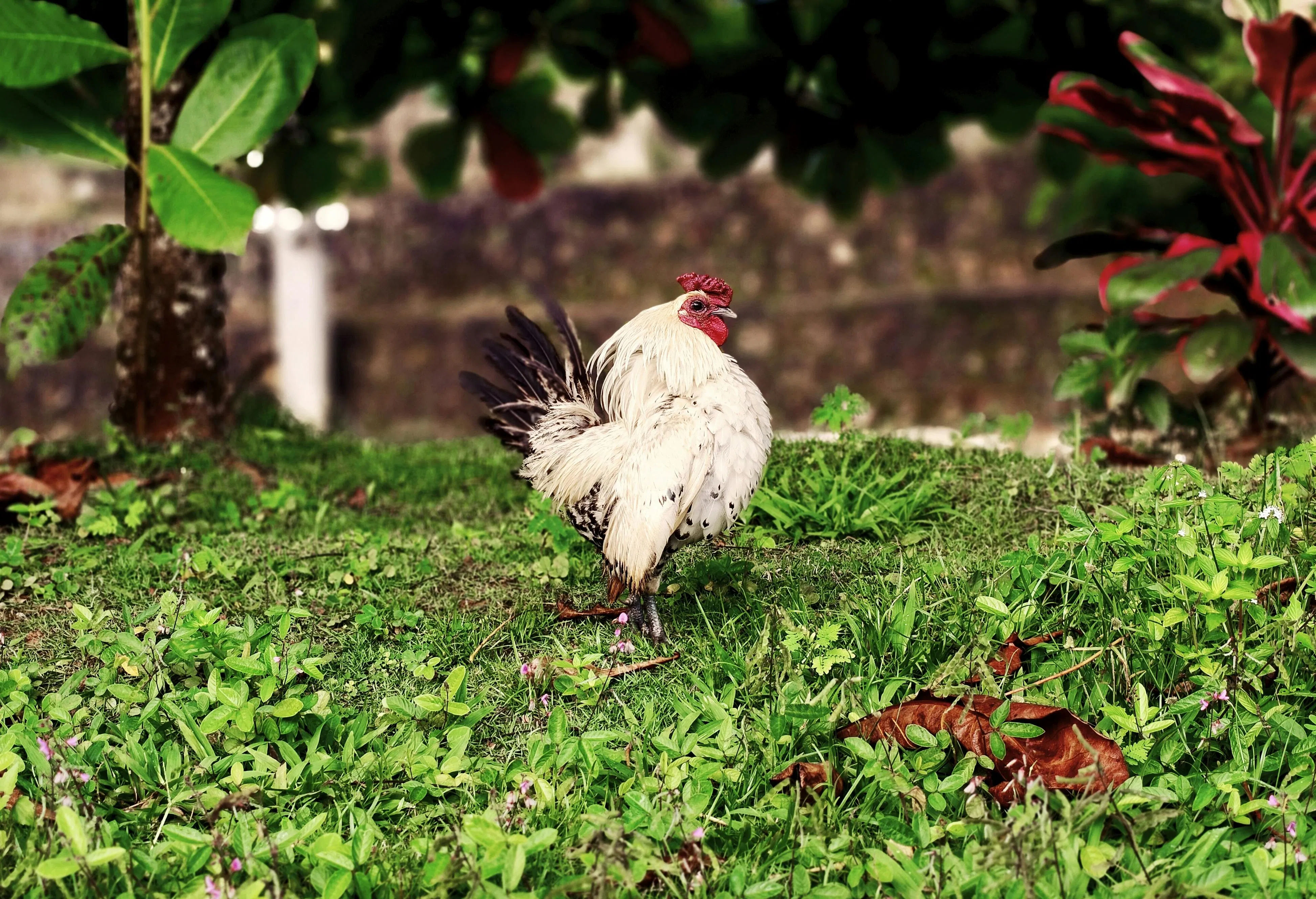 Cuan dari Teras Rumah: Cara Beternak Ayam Serama, Unggas Terkecil Berdada Membusung