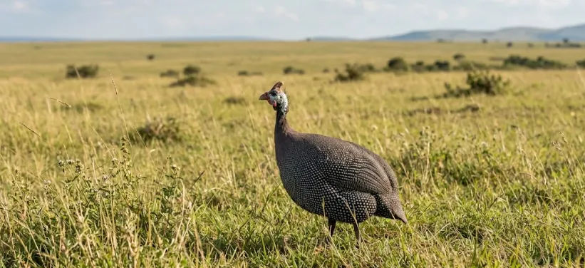 Mengenal Ayam Mutiara: Unggas Estetik Pembasmi Hama Alami Penjaga Kebun Anda