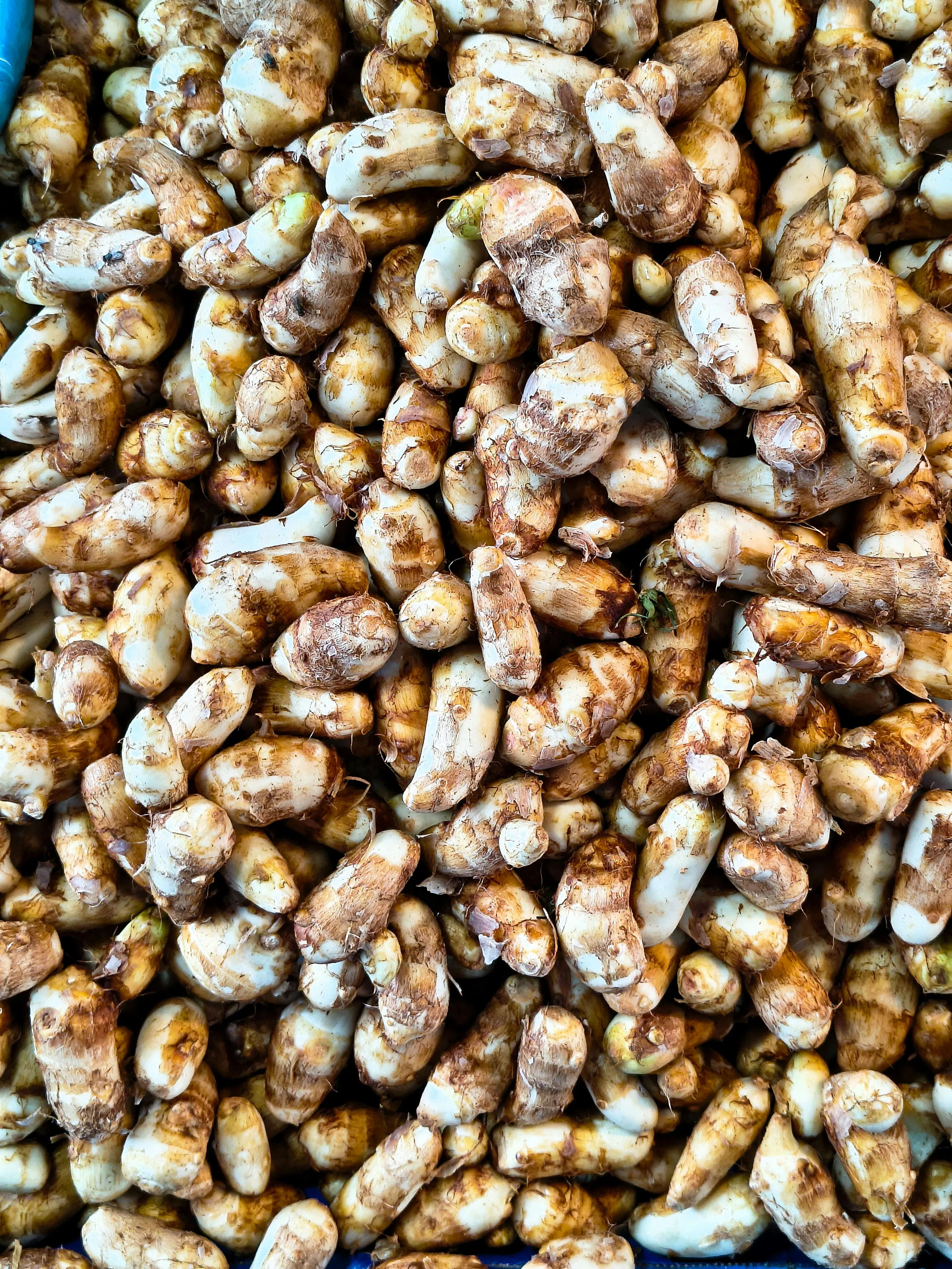 Tanam Sunchoke di Pekarangan: Bunga Estetik Mirip Matahari Penghasil Umbi Prebiotik