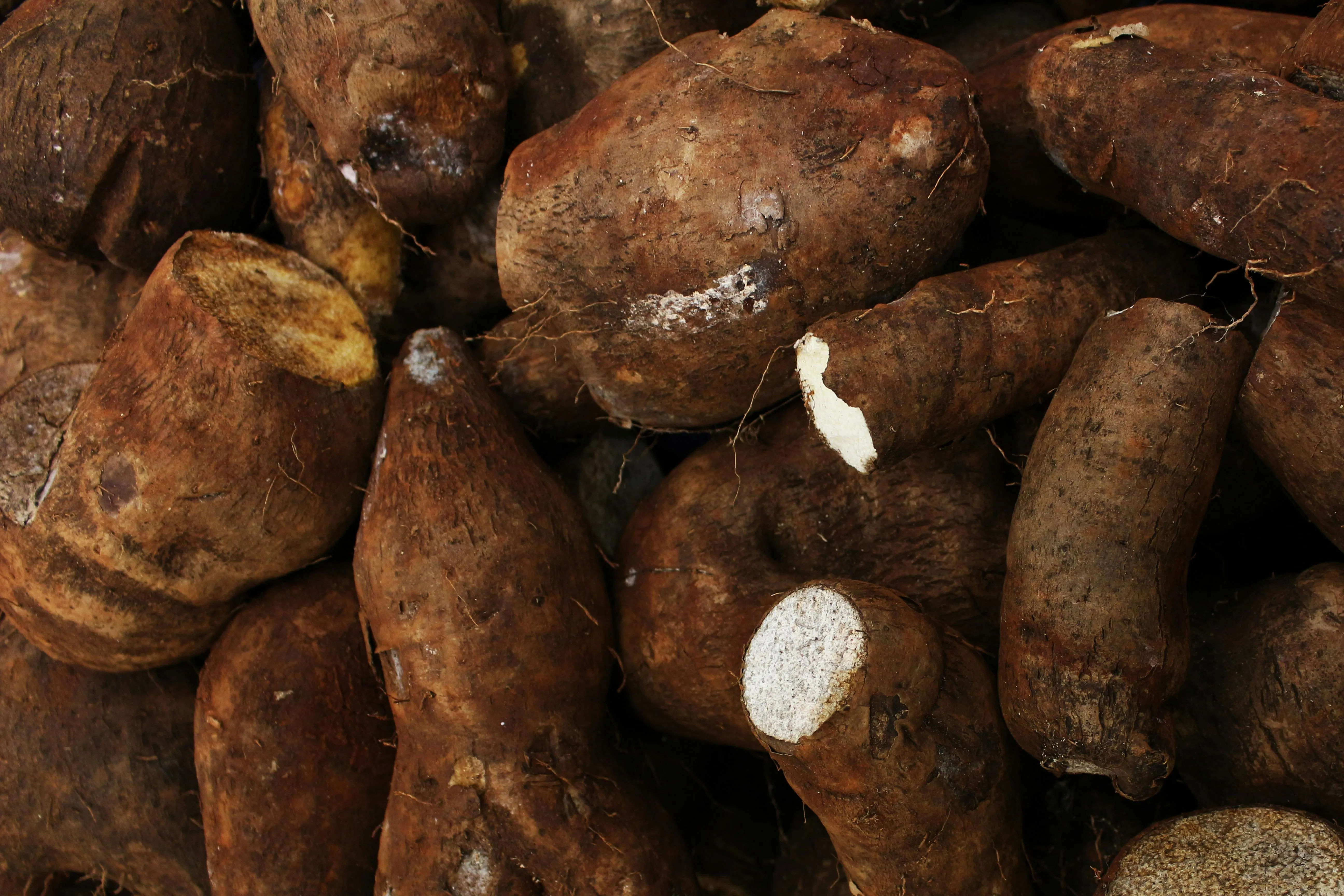 Mengenal Yacon: Cara Menanam Umbi Ajaib Rasa Buah yang Aman untuk Penderita Diabetes
