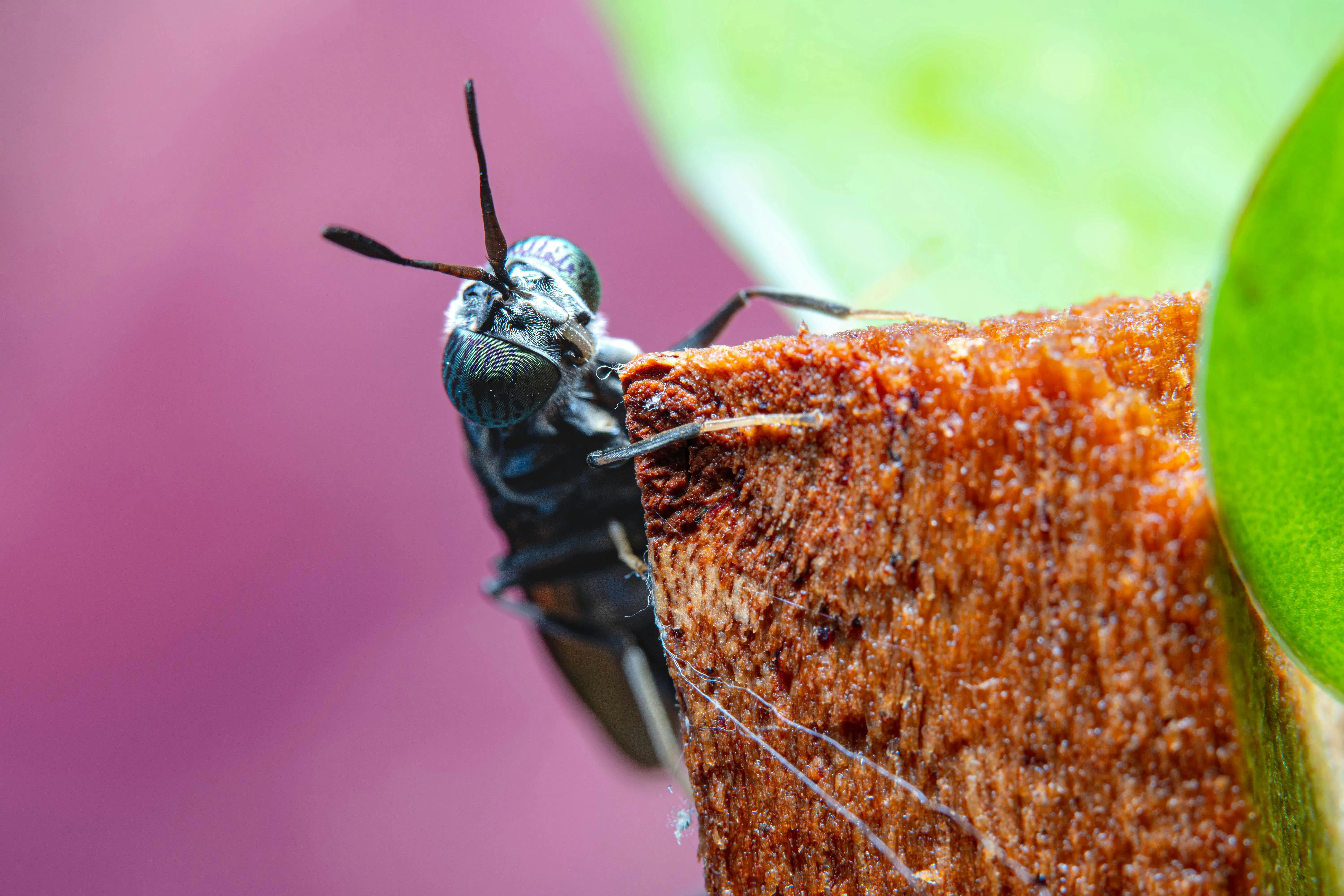Studi Kasus Zero Waste: Memperbaiki Bio-Pond Maggot BSF yang Berbau Busuk dan Mengundang Lalat Hijau