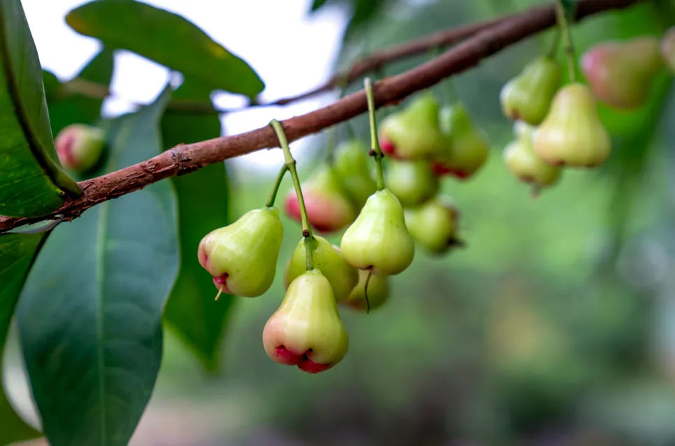 Studi Kasus Tabulampot: Mengatasi Bunga Jambu Air yang Selalu Rontok dan Gagal Berbuah