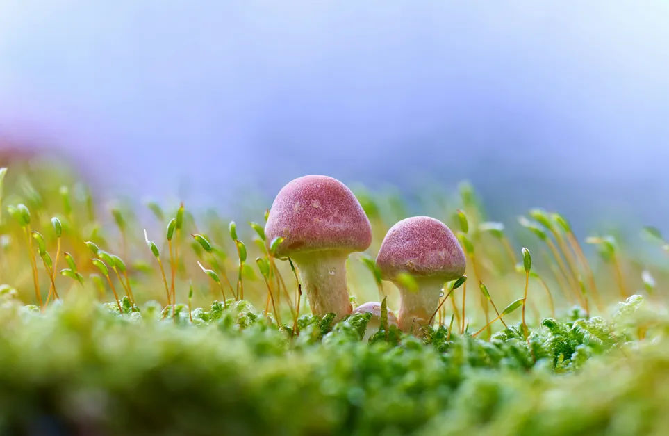 Studi Kasus Microgreens: Menghentikan Wabah Jamur Damping Off pada Sayuran Dapur