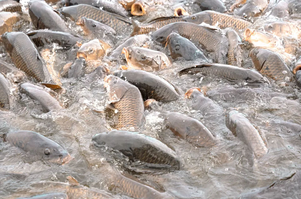 Ternak Lele Ditinggal Liburan: Mengenal Teknologi Autofeeder Ikan Berbasis IoT