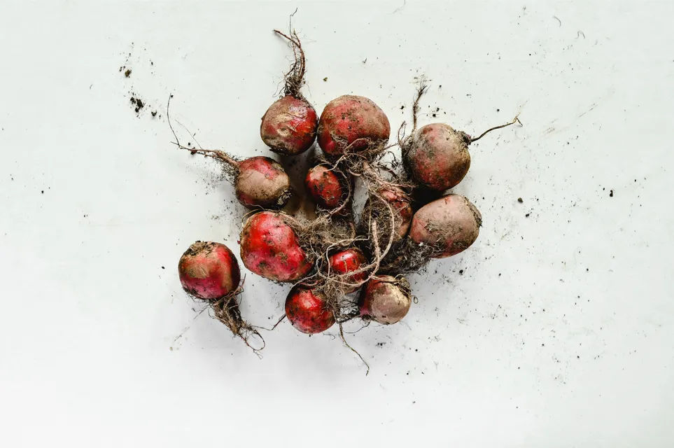Tips Menanam Bit Merah dalam Pot: Umbi Penambah Darah dan Pendongkrak Stamina Olahraga