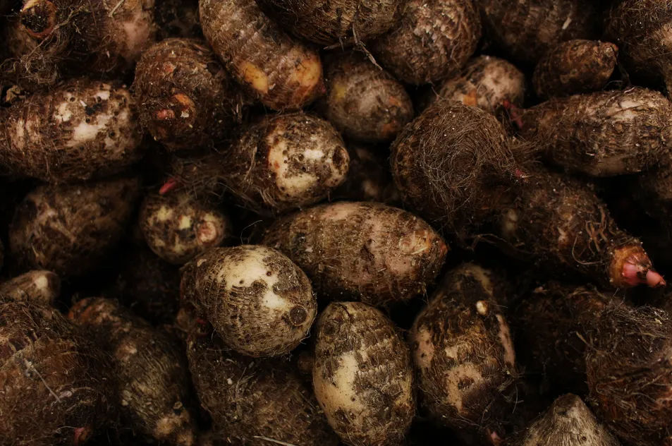 Eksotisme Gembili: Tanaman Merambat Estetik Penghasil Umbi Anti-Kanker yang Ramah Usus