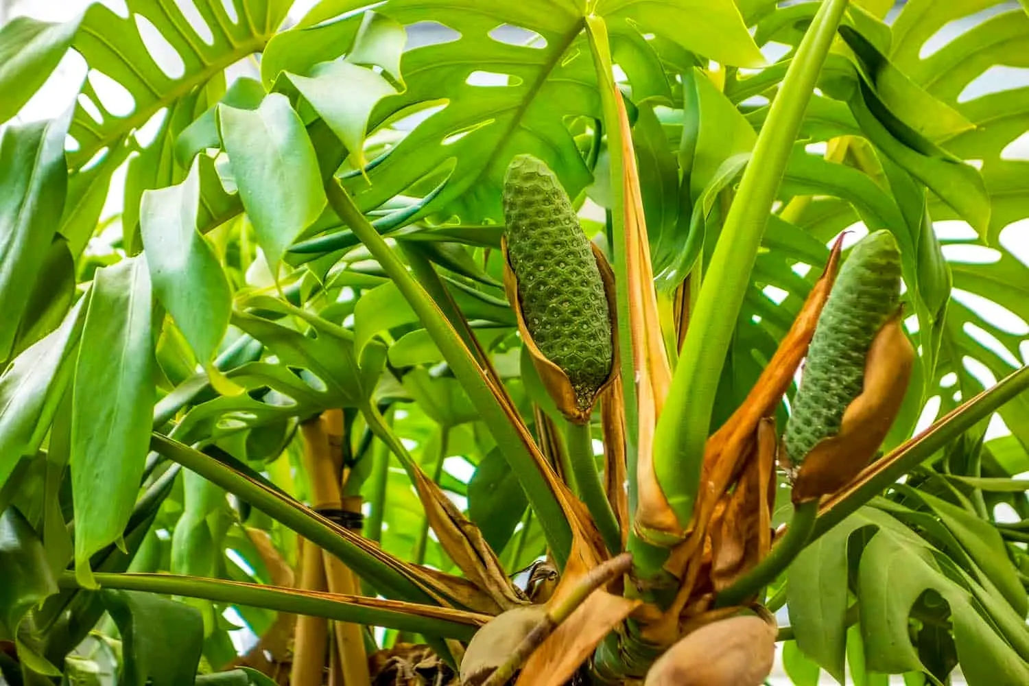 Jangan Cuma Jadi Pajangan! Rahasia Buah Monstera Deliciosa yang Rasanya Mirip Salad Buah