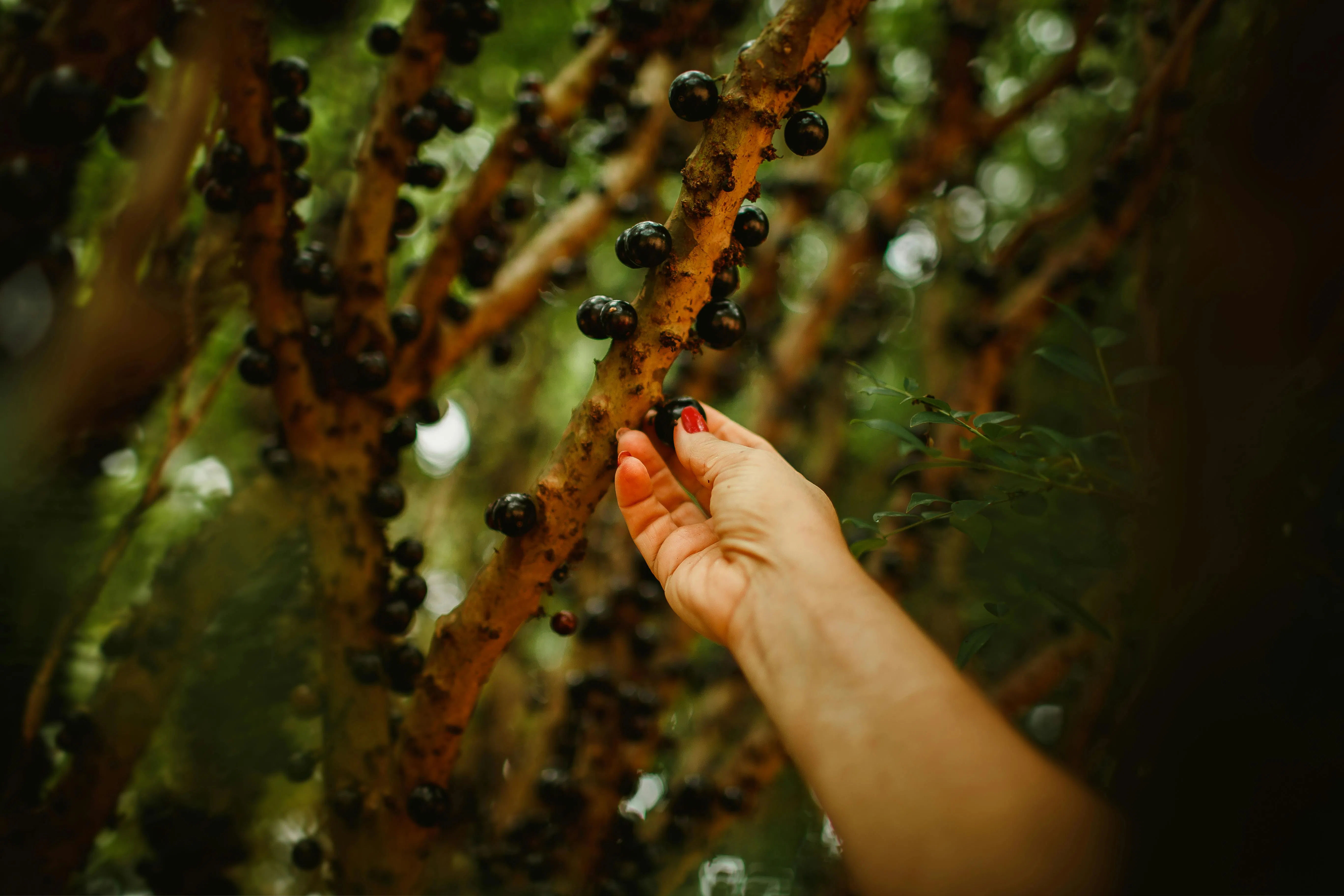 Mengenal Jabuticaba: Anggur Unik yang Tumbuh di Batang Pohon (Tips Tanam & Manfaat)