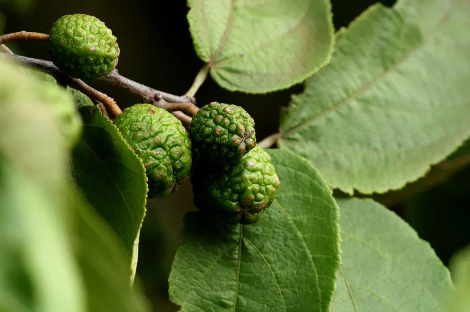 Panduan Menanam Pohon Bidara: Tanaman Herbal Multi-Manfaat dan Peluang Usaha Kosmetik
