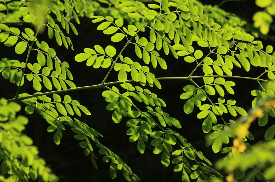 Cara Menanam Pohon Kelor di Pekarangan: Superfood Keluarga dan Peluang Bisnis Bubuk Herbal