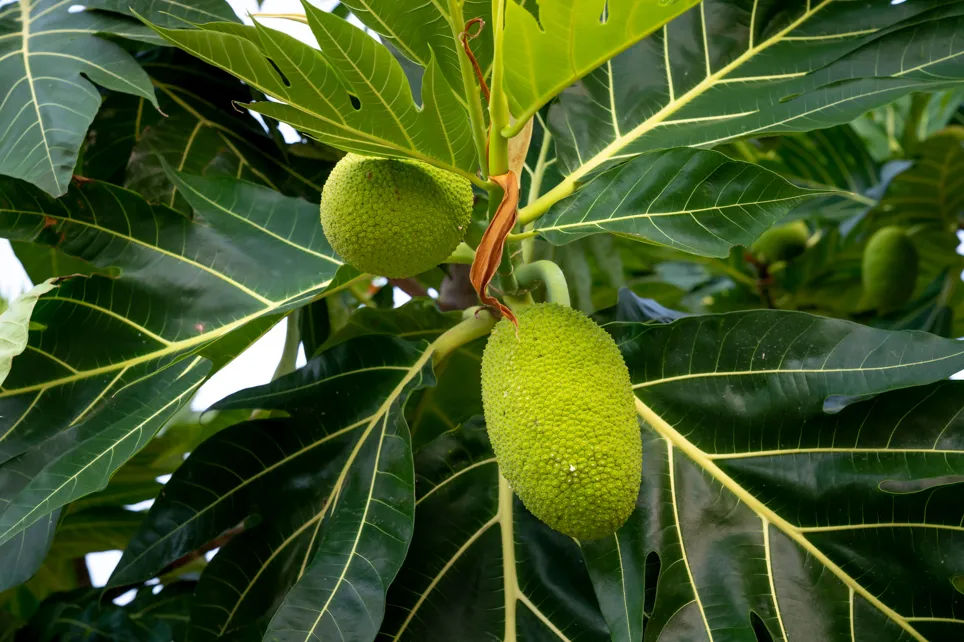 Cara Mengolah Daun Sukun Menjadi Teh Herbal: Solusi Jantung Sehat dan Ide Usaha Rumahan
