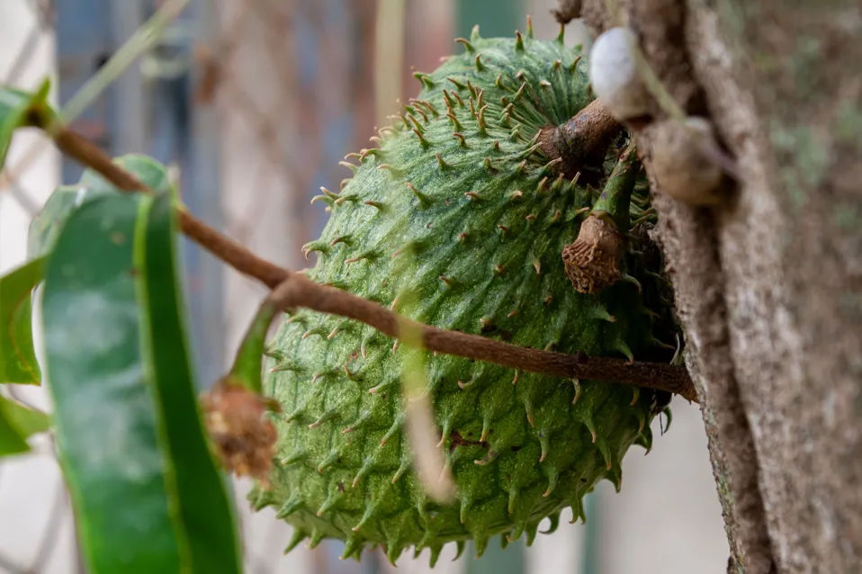 Khasiat Daun Sirsak untuk Kesehatan: Cara Tanam Tabulampot dan Tips Mengolah Ramuan Herbal