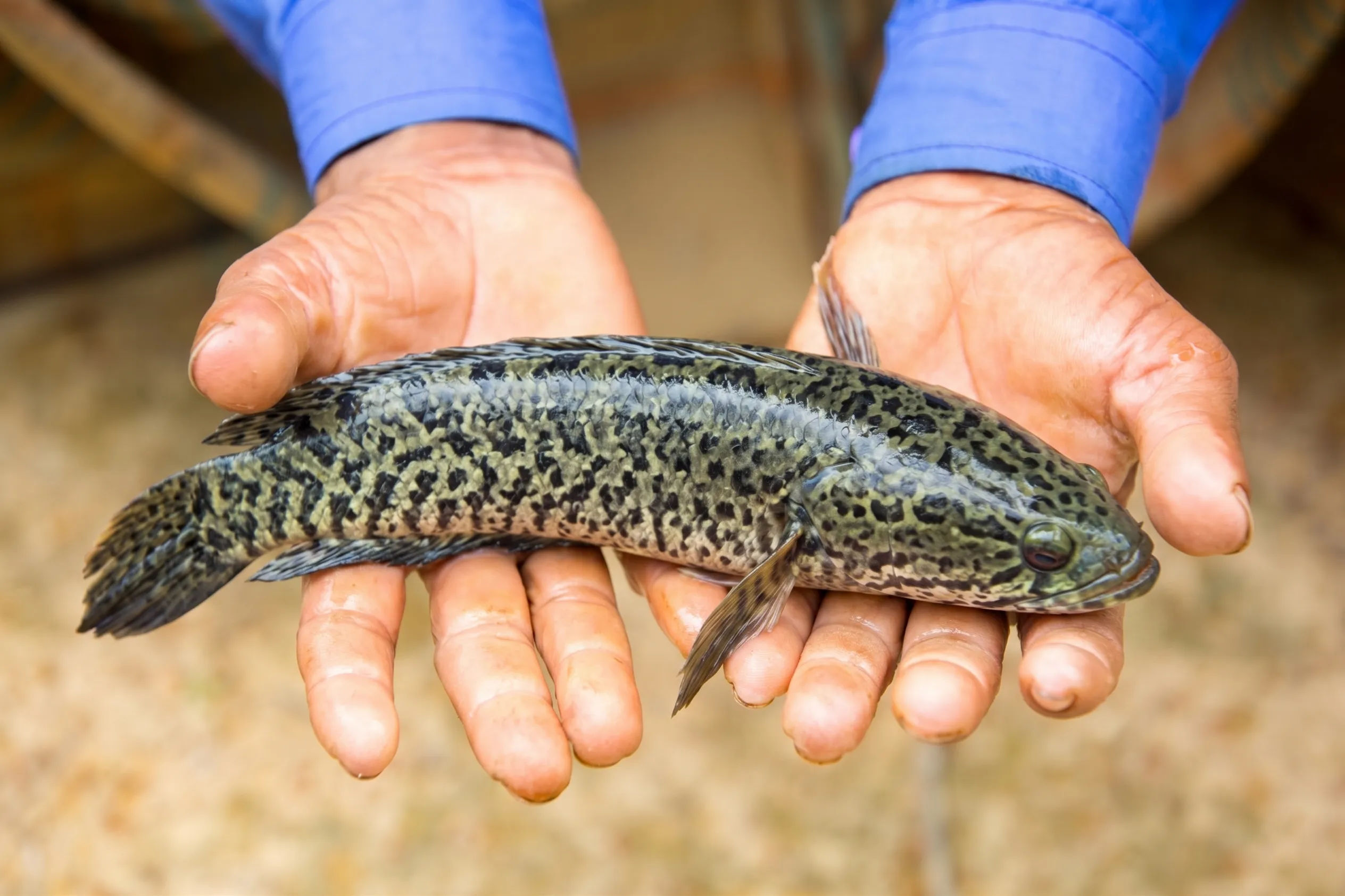 Cara Ternak Gabus Pemalas (Ikan Betutu): Bisnis Diam yang Menghasilkan Cuan Melimpah