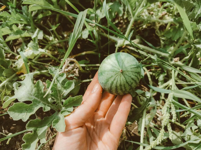 Cucamelon: Cara Menanam Semangka Tikus yang Renyah dan Asam Segar di Lahan Sempit