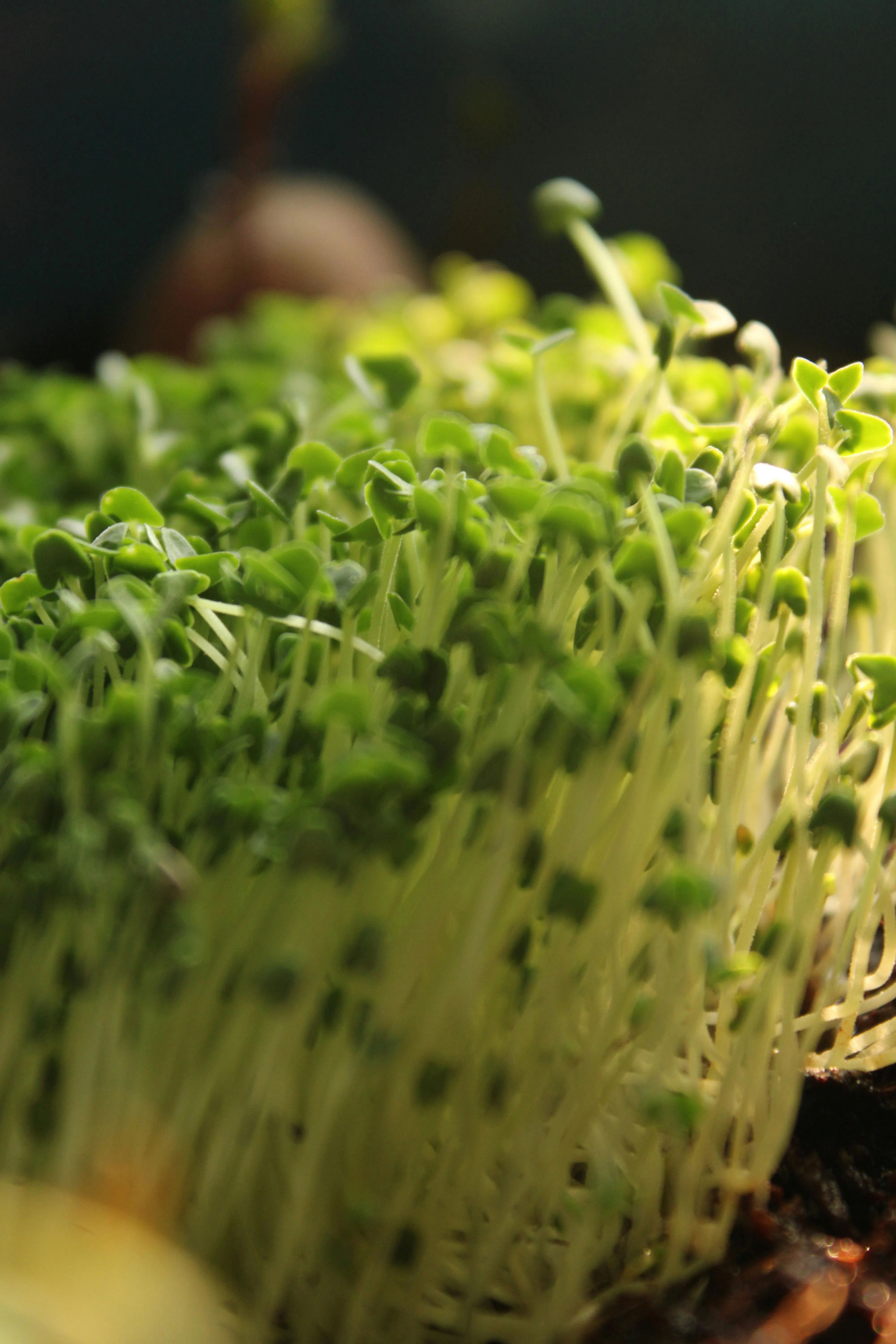 Panduan Microgreens: Panen Sayur Superfood dalam 7 Hari Menggunakan Wadah Bekas