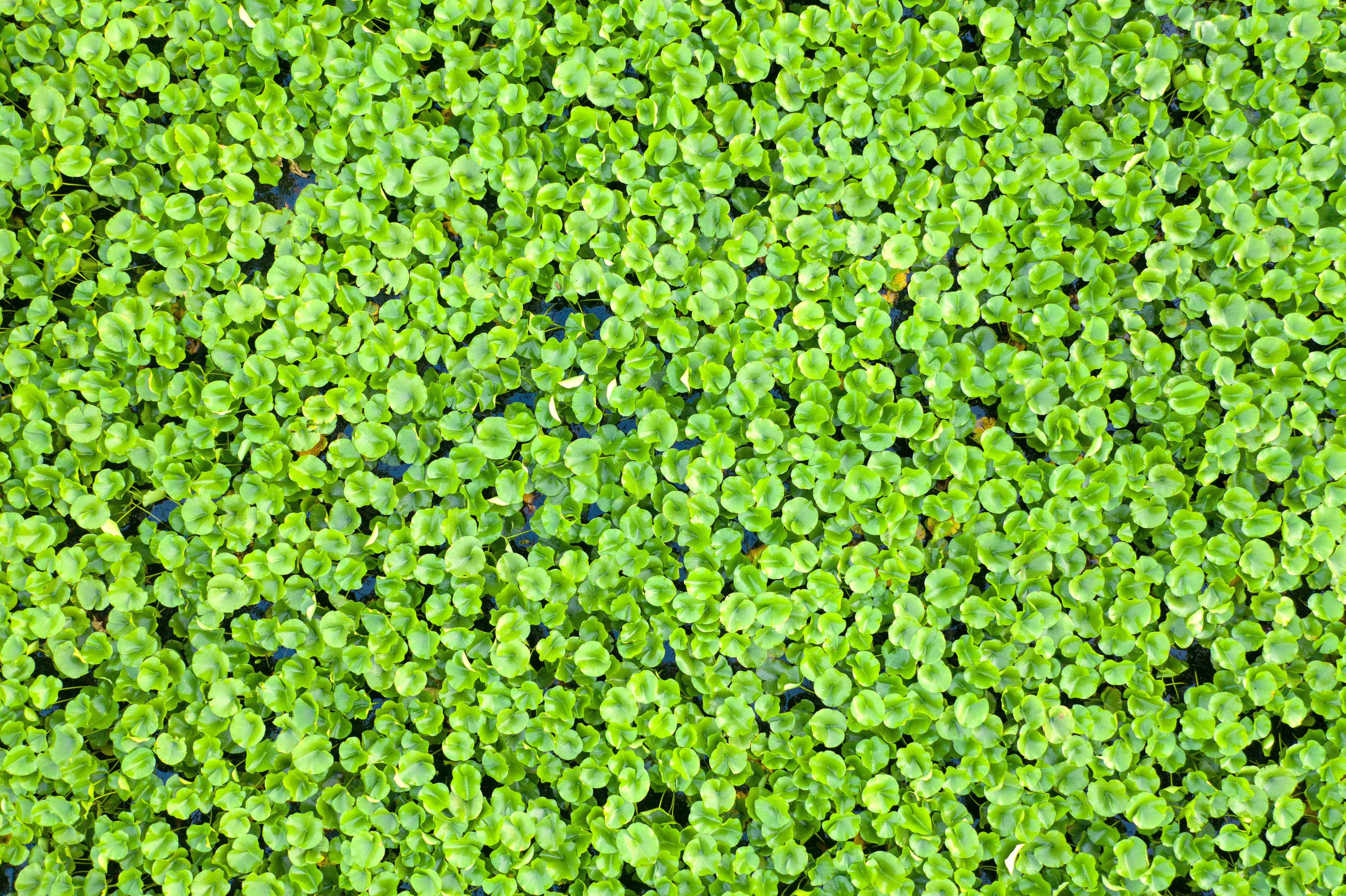 Budi Daya Azolla Microphylla: Rahasia Tekan Biaya Pakan Ternak Ikan dan Unggas hingga 50%