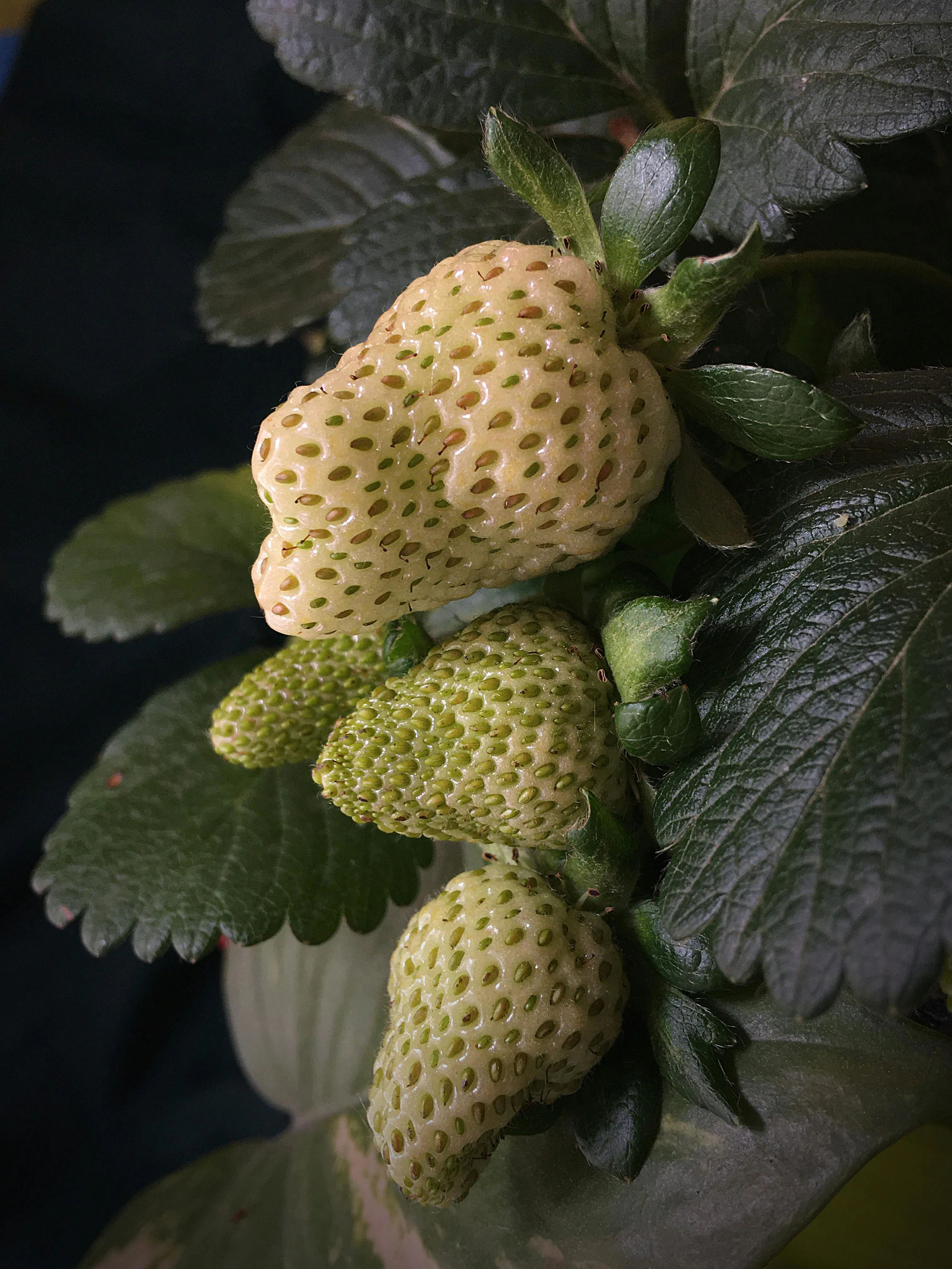 Mengenal Pineberry: Stroberi Putih Eksotis dengan Sensasi Rasa Nanas